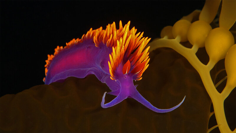 Purple and Orange Nudibranch