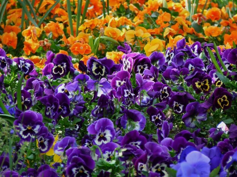 Purple and orange pansies in a garden