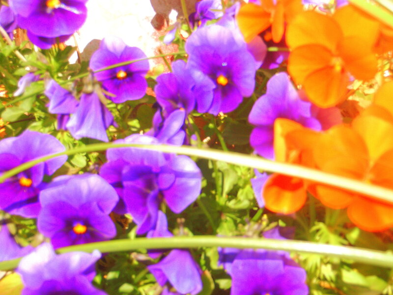 Purple and Orange Pansies