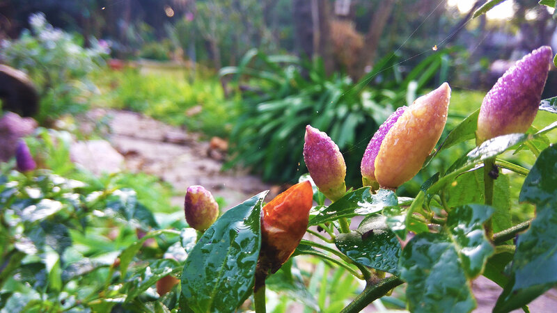Purple and Orange Peppers