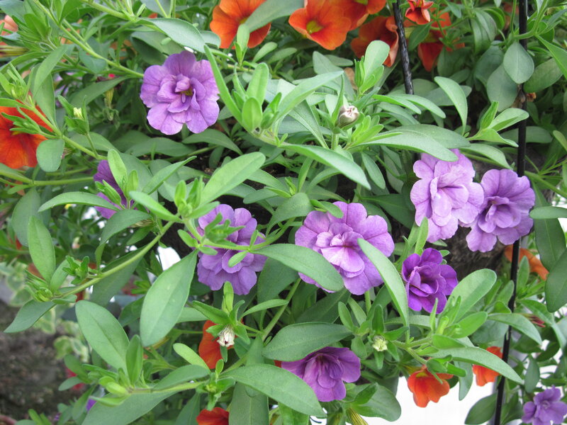 Purple and Orange Petunias — Calm