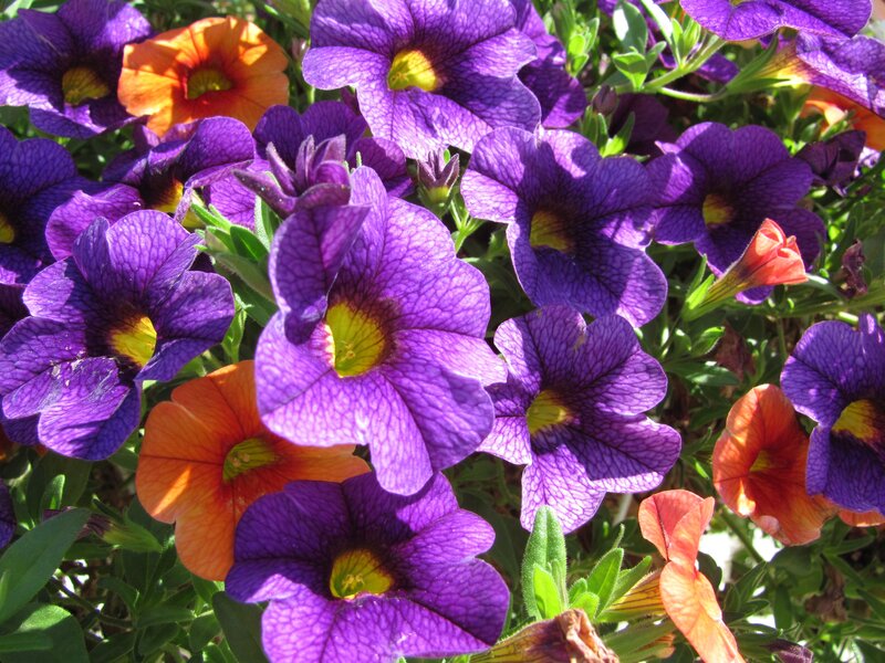 Purple and orange petunias in bloom