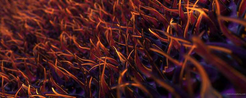 purple and orange plant life