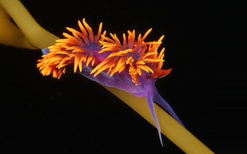 Purple and Orange Sea Slug — Dramatic