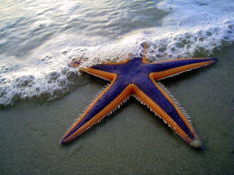 Purple and Orange Starfish — Blue, Calm