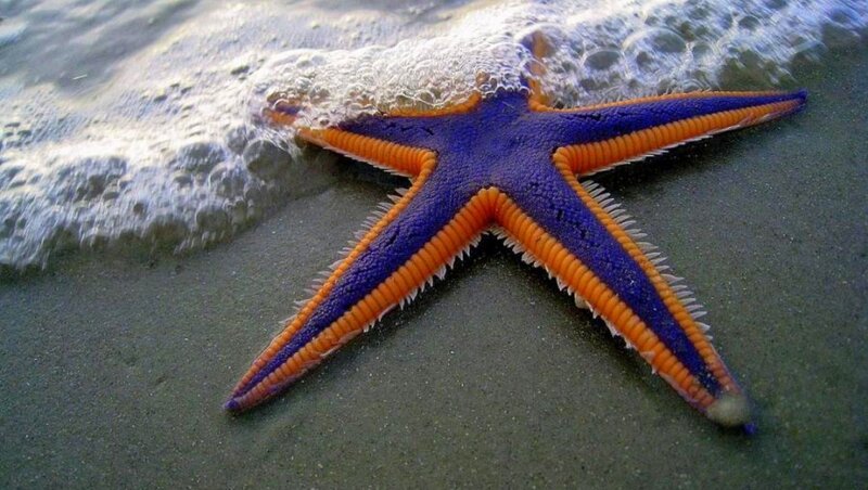 Purple and Orange Starfish