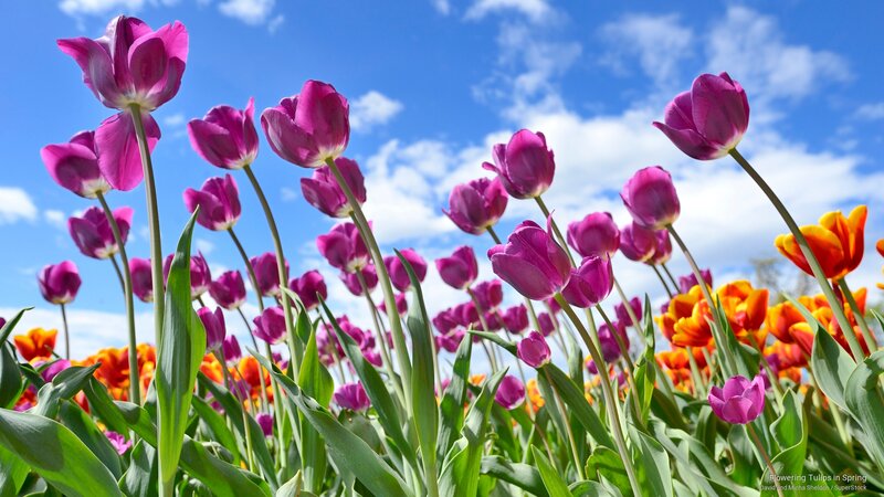 Purple and Orange Tulips — Bright