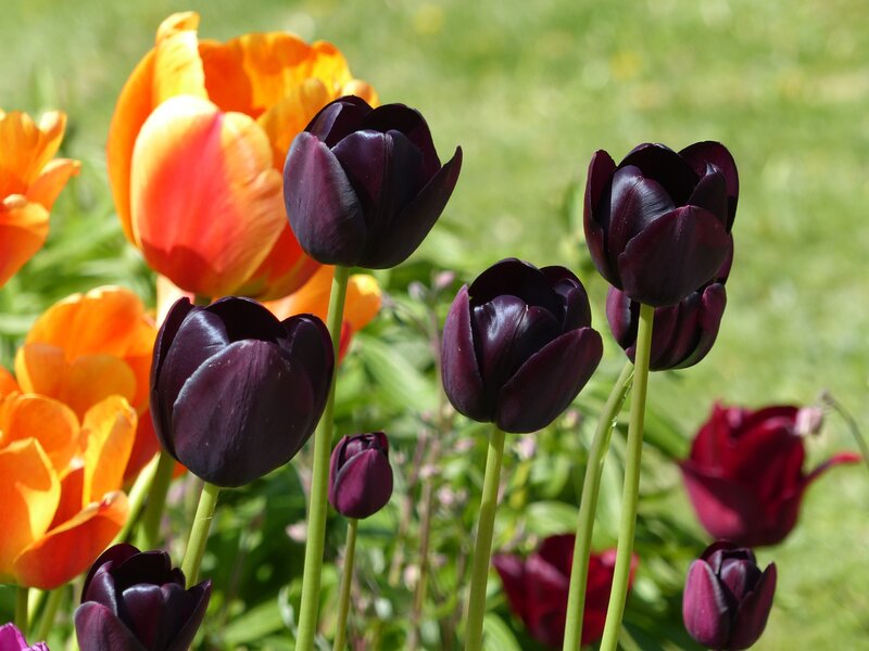 Purple and Orange Tulips — Serene, Spring