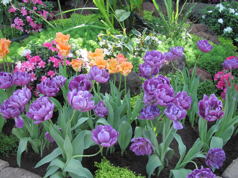 Purple and Orange Tulips — Serene