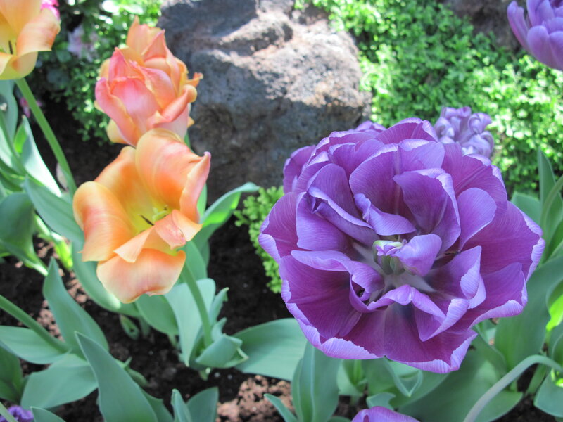 Purple and Orange Tulips