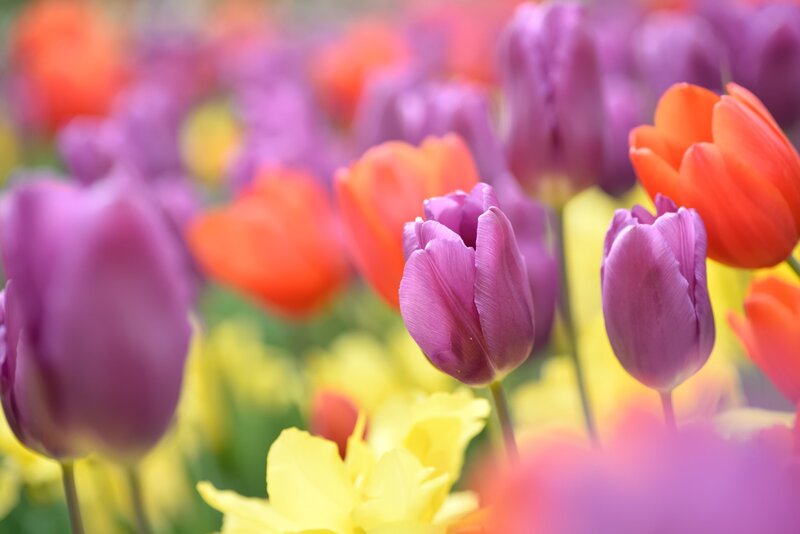 Purple and Orange Tulips — Vibrant, Spring