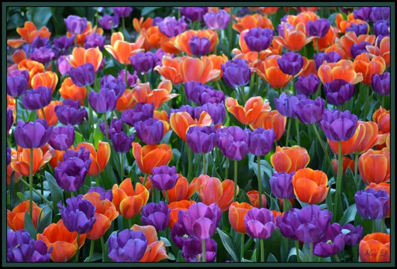 Purple and Orange Tulips — Vibrant