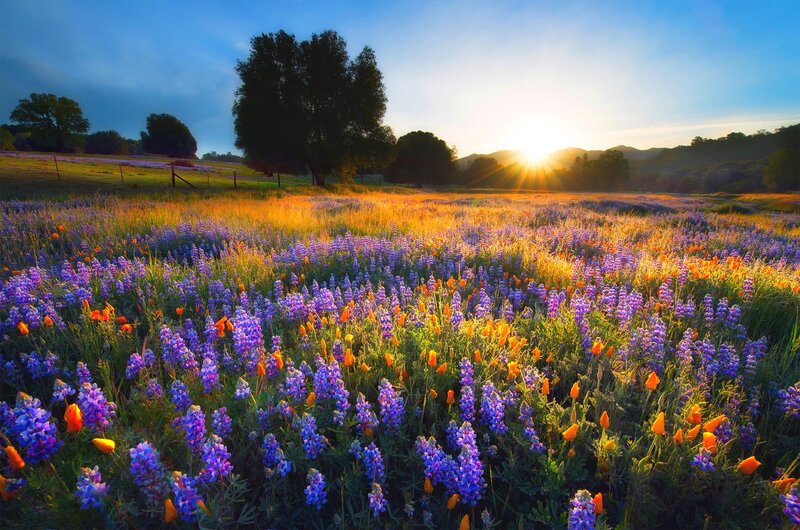 Purple and Orange Wildflowers — Serene