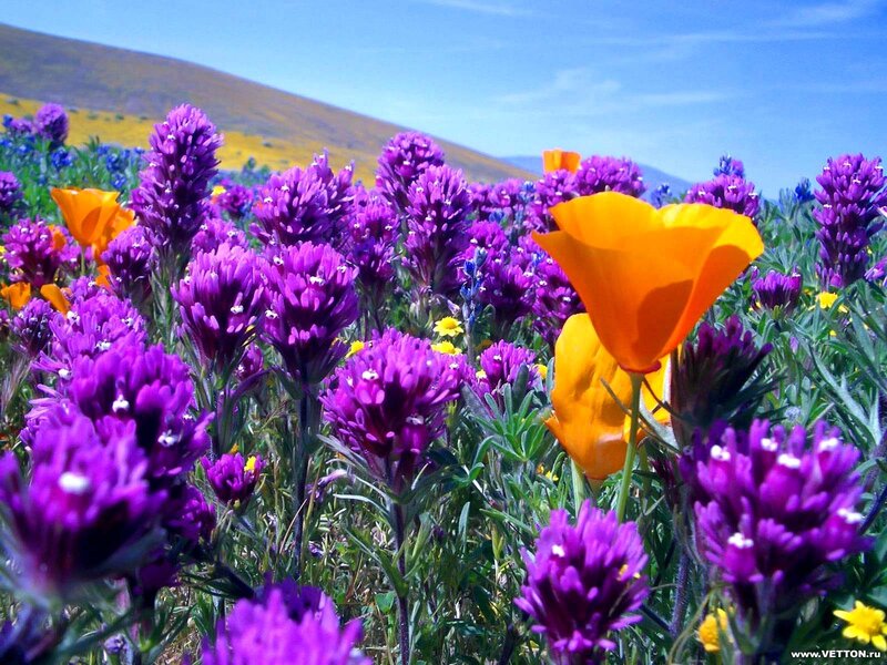 Purple and Orange Wildflowers — Vibrant