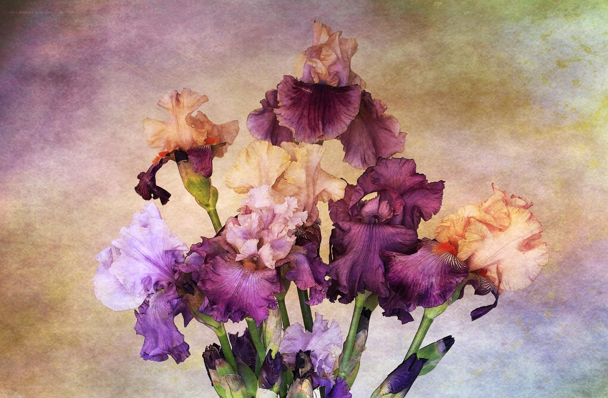 Purple and peach iris bouquet