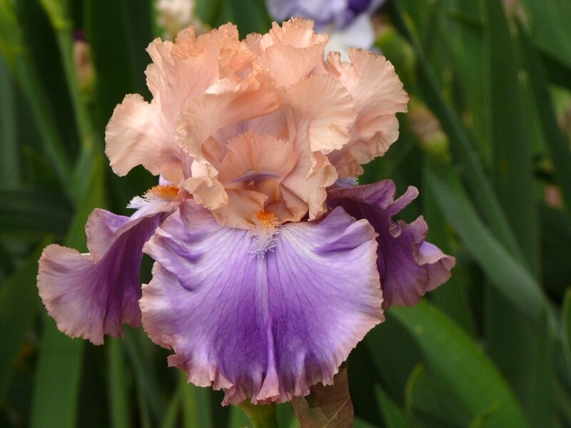 Purple and Peach Iris Flower — Calm