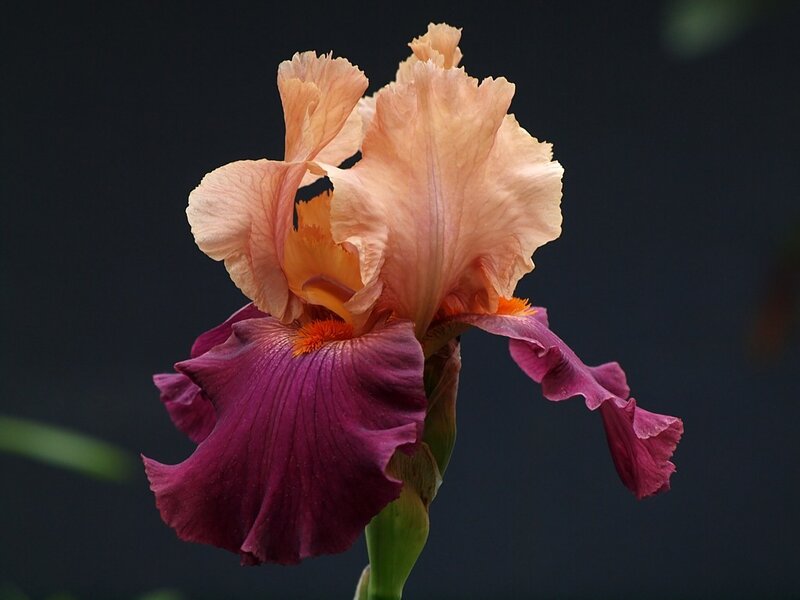 Purple and Peach Iris