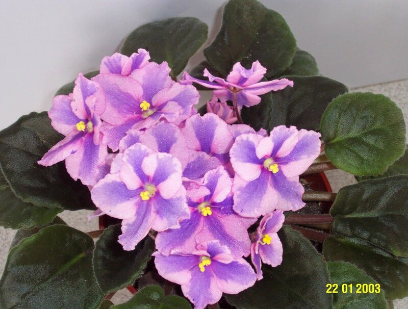 Purple and Pink African Violet