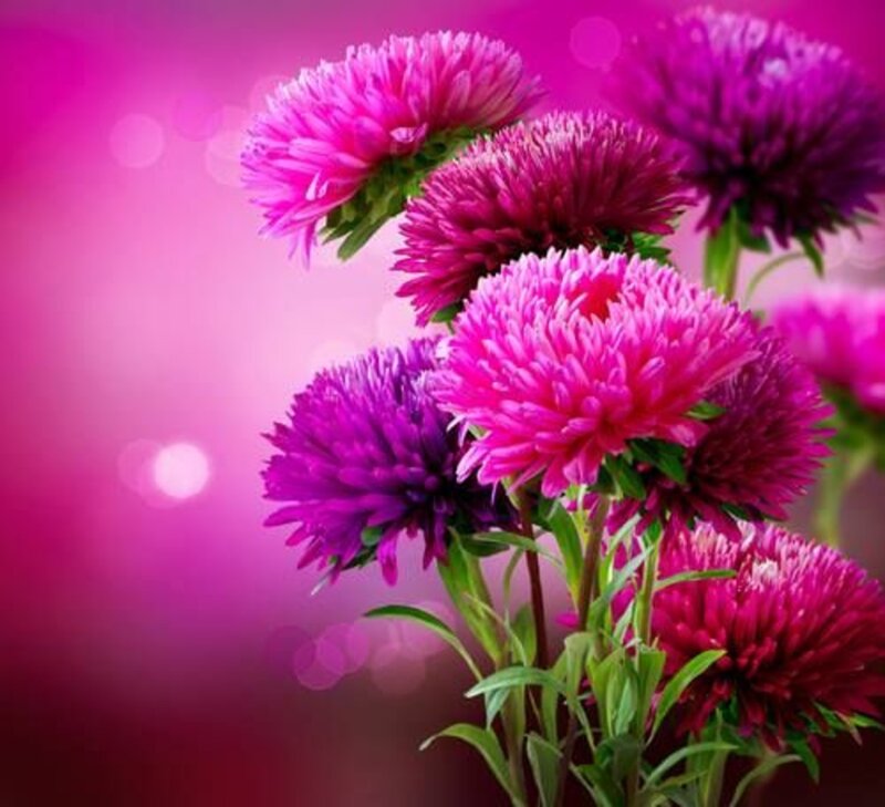 Purple and Pink Asters — Vibrant