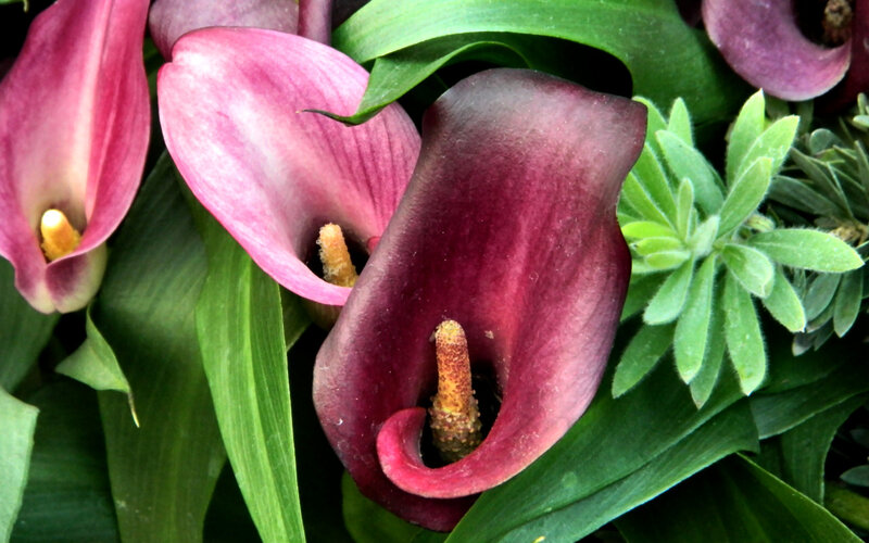 Purple and Pink Calla Lilies