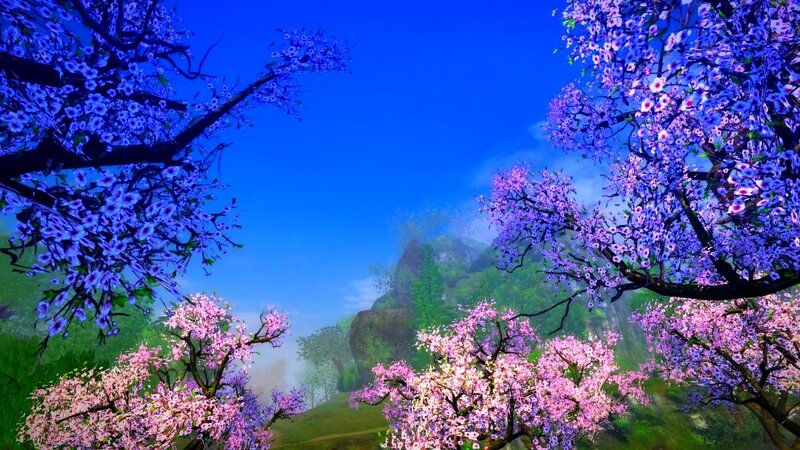 Purple and Pink Cherry Trees