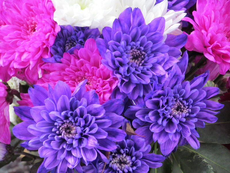 Purple and Pink Chrysanthemums