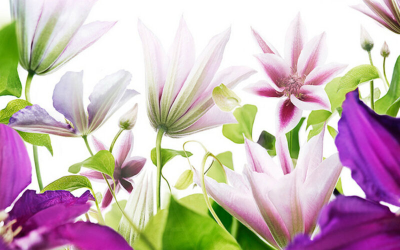Purple and Pink Clematis Flowers — Serene, Spring