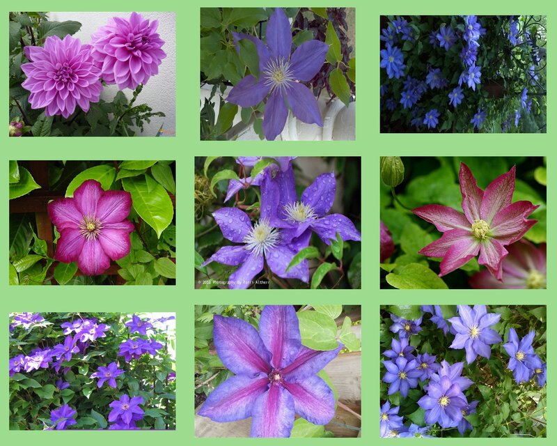 Purple and Pink Clematis Flowers — Serene