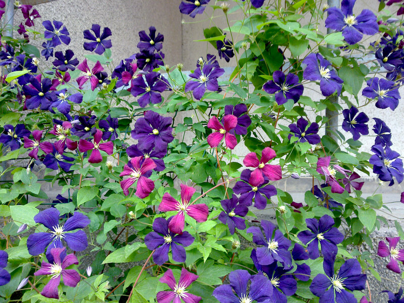 Purple and Pink Clematis Flowers