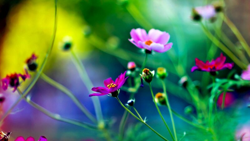Purple and Pink Cosmos Flowers — Serene