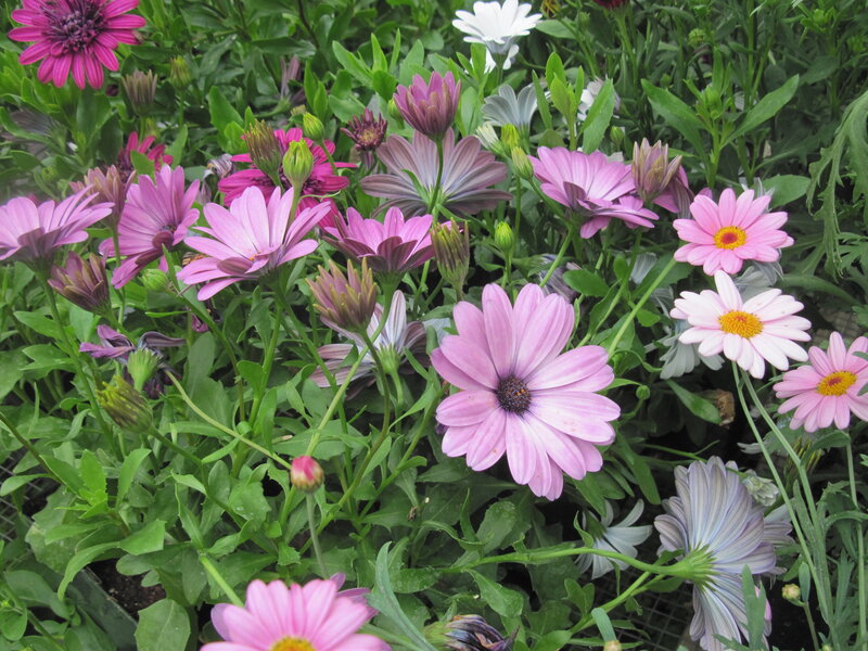 Purple and Pink Daisies — Calm