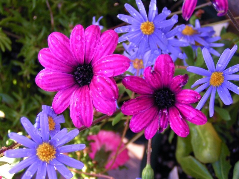 Purple and Pink Daisies