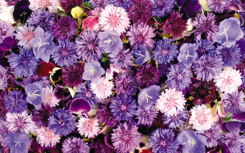 purple and pink flower arrangement