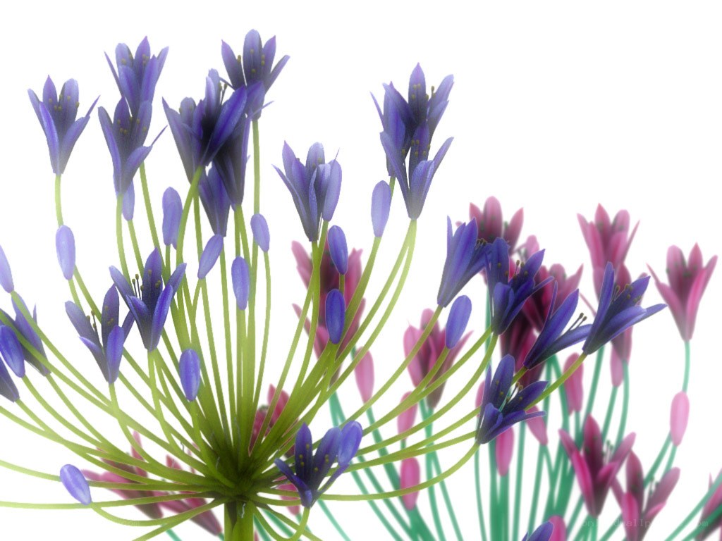 purple and pink flower cluster
