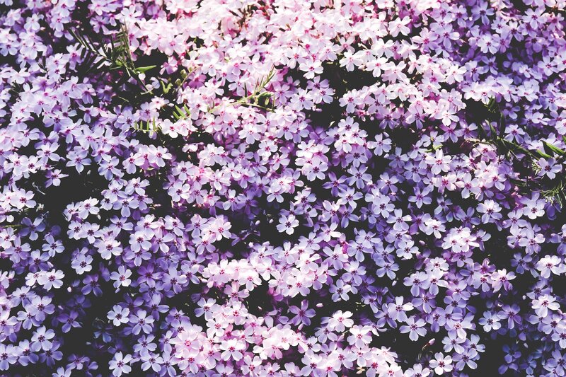 purple and pink flower field
