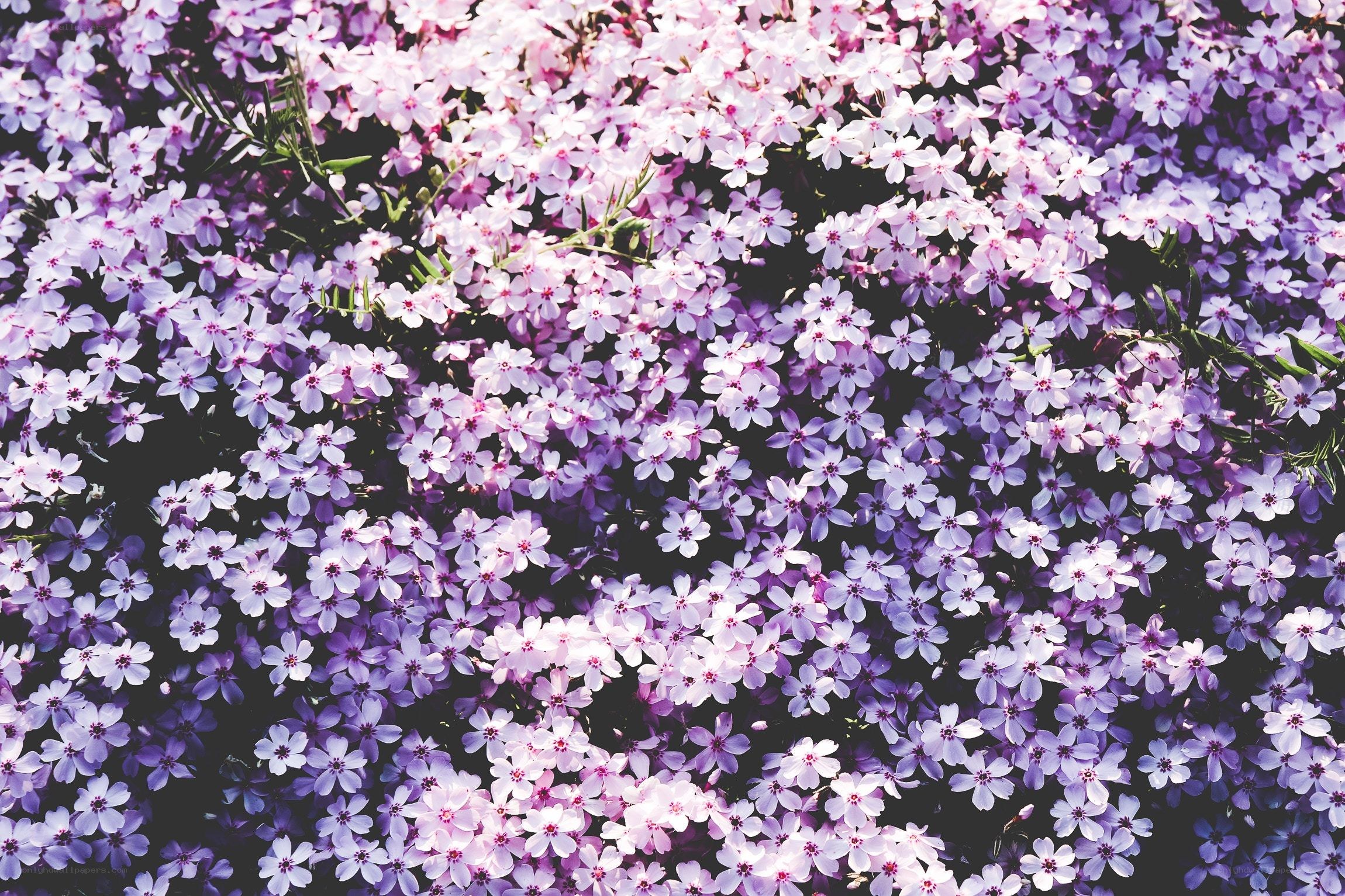 purple and pink flower field