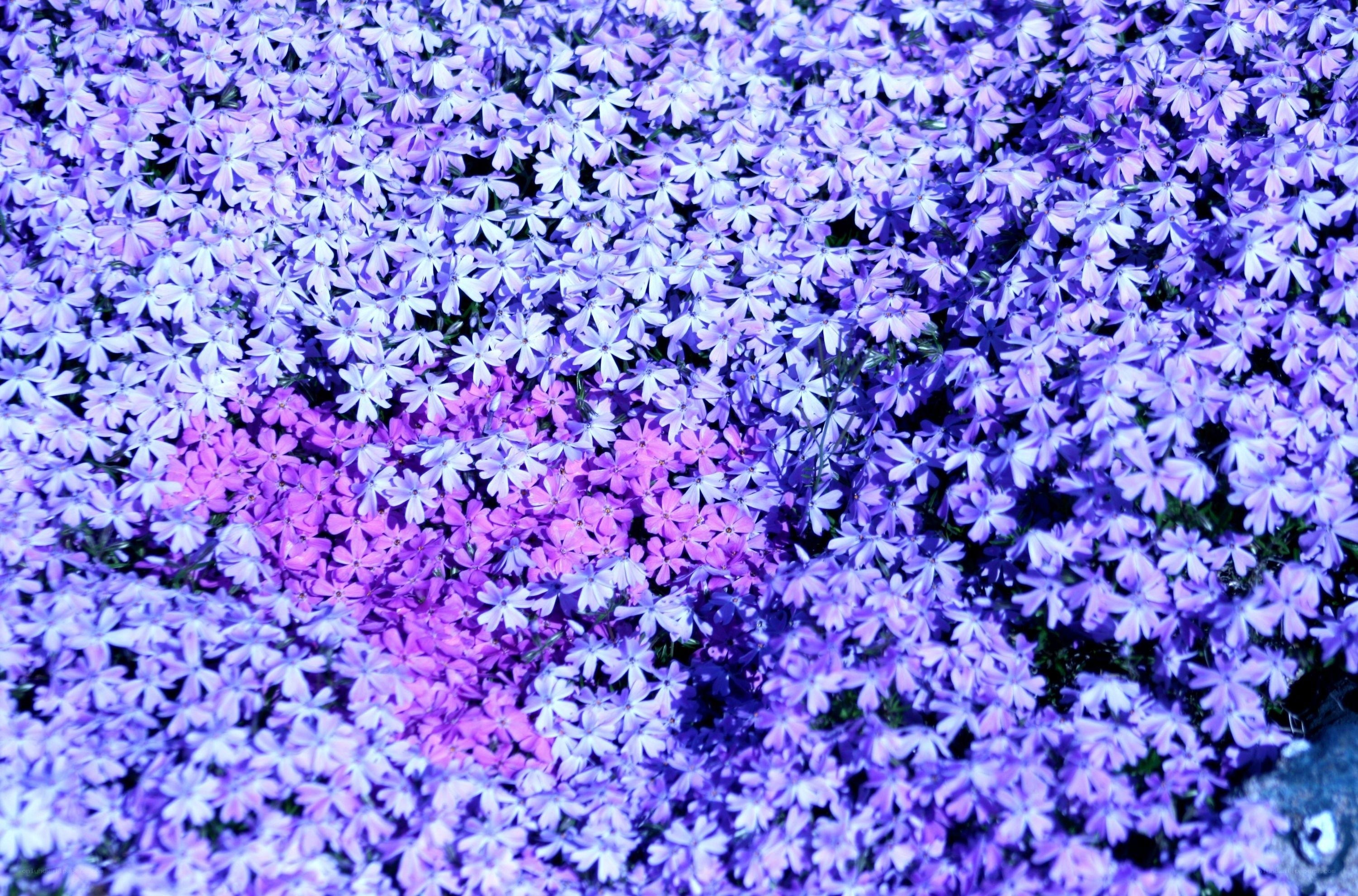 purple and pink flower field