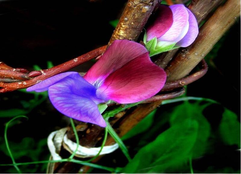 Purple and pink flower on a vine