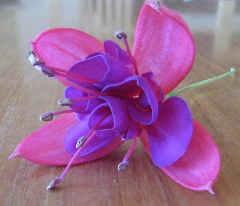 Purple and Pink Flower