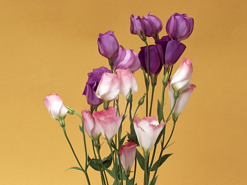 purple and pink flowers