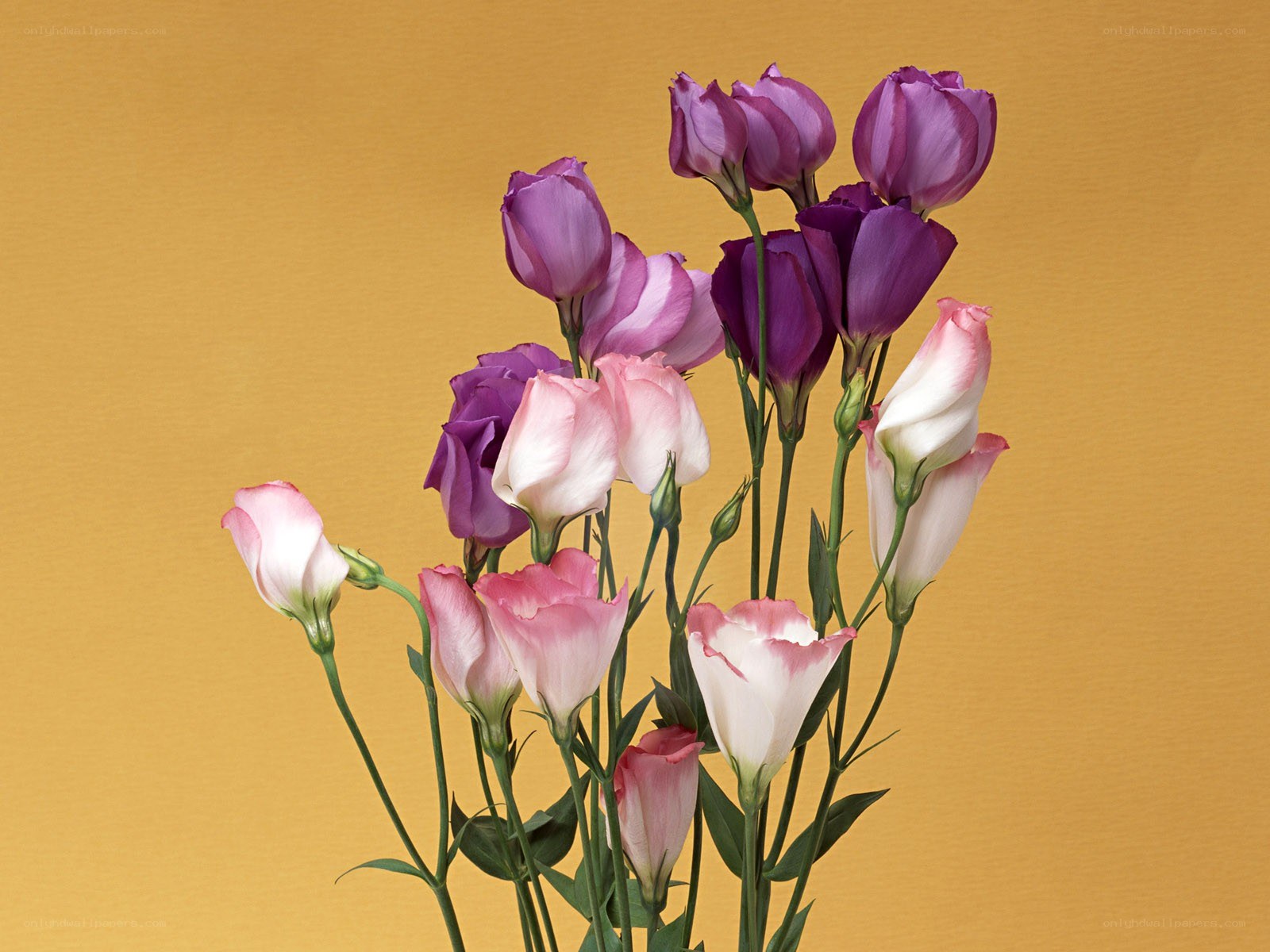 purple and pink flowers
