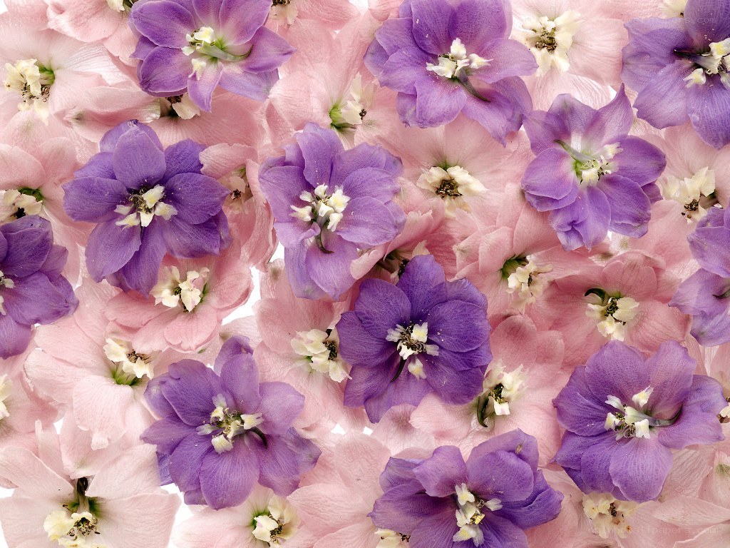 purple and pink flowers