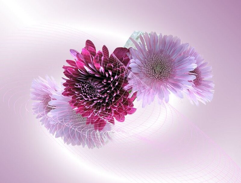 purple and pink flowers