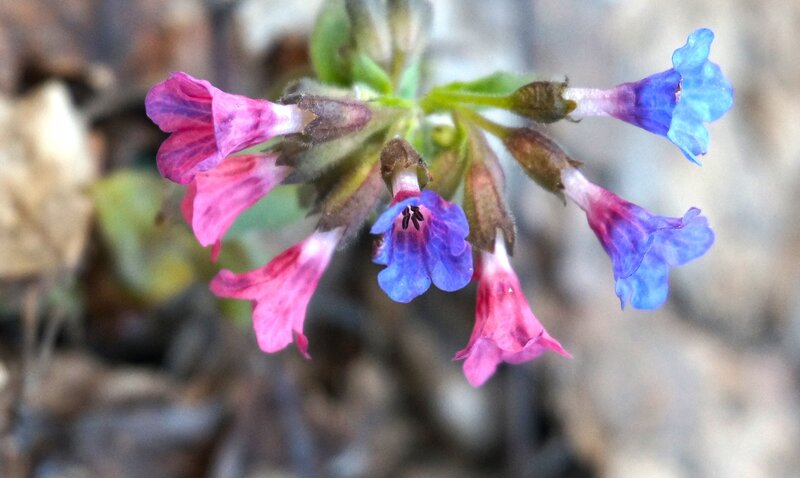 Purple and Pink Flowers — Blue, Natural