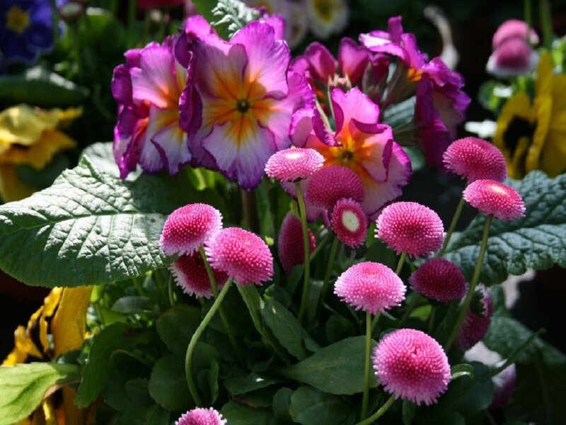 Purple and Pink Flowers — Bright, Afternoon