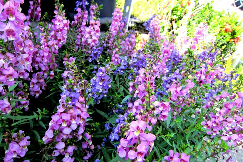Purple and Pink Flowers — Bright