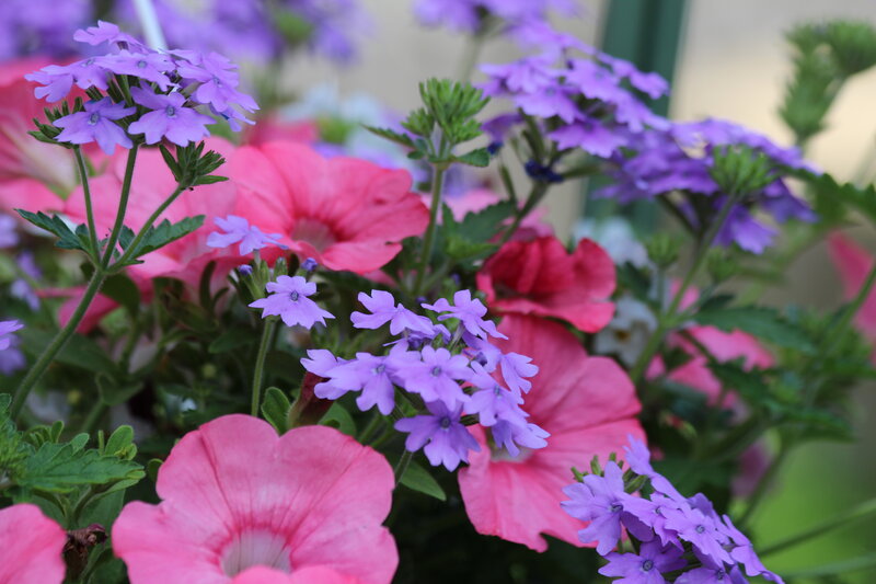 Purple and Pink Flowers — Calm, Afternoon, Photograph, Green Leaves