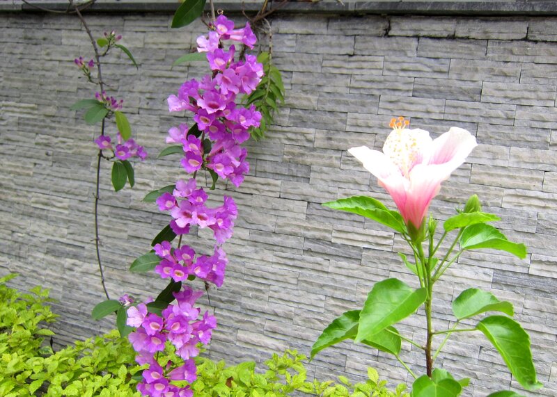 Purple and Pink Flowers — Calm, Afternoon, Photograph
