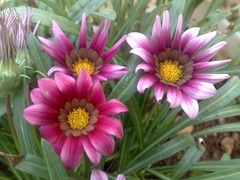 Purple and Pink Flowers — Calm, Afternoon