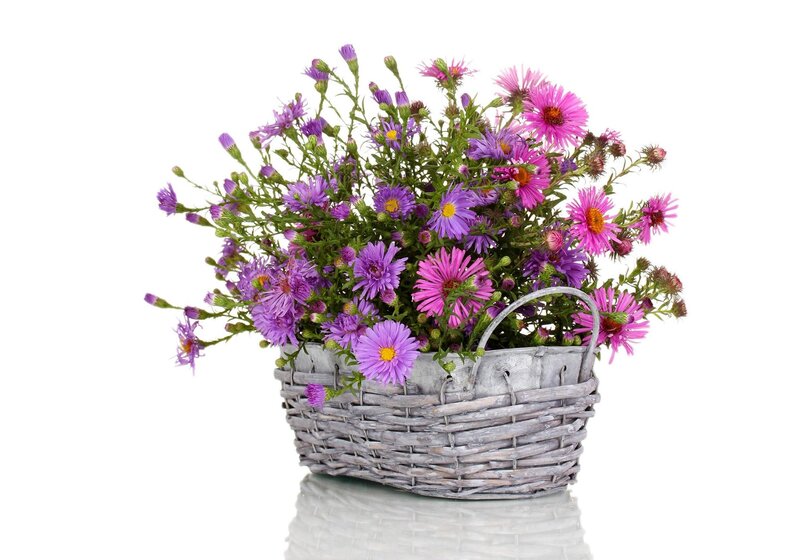 Purple and Pink Flowers — Calm, Photograph, Basket